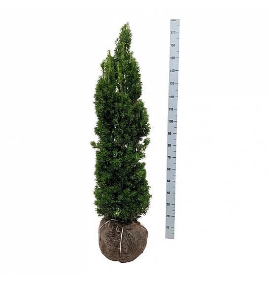 Taxus media Viridis bala 120-140 cm extra