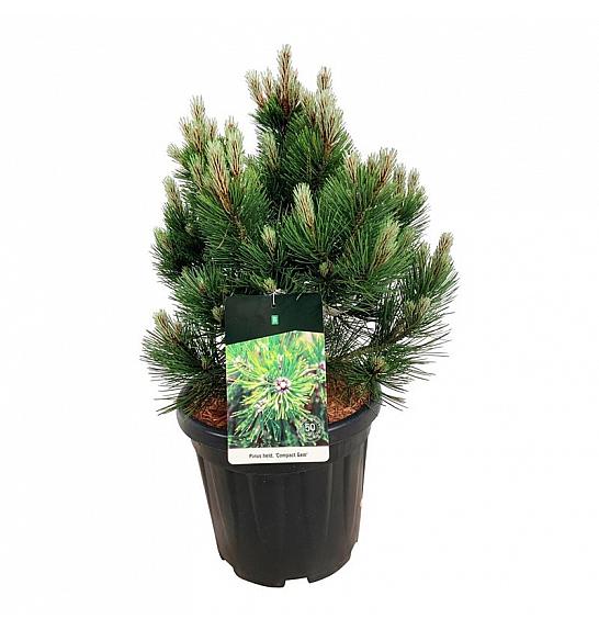Pinus heldreichii Compact Gem C15 Lit. 50-60 cm
