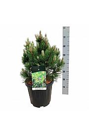 Pinus heldreichii Compact Gem C15 Lit. 50-60 cm