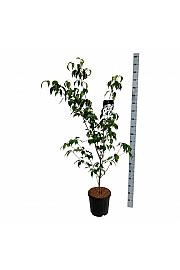 Cornus kousa Weisse Fontaine C15 Lit. 150-175 cm