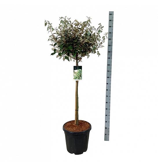 Elaeagnus ebbingei Compacta C30 Lit. Na steblu 90 cm