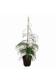 Chamaecyparis lawsoniana Opuštena solo C15 Lit. 100-125 cm