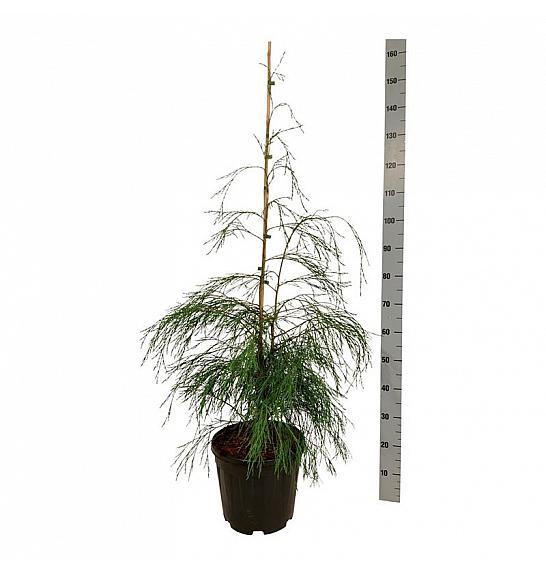Chamaecyparis lawsoniana Drooping Solo C15 Lit. 100-125 cm