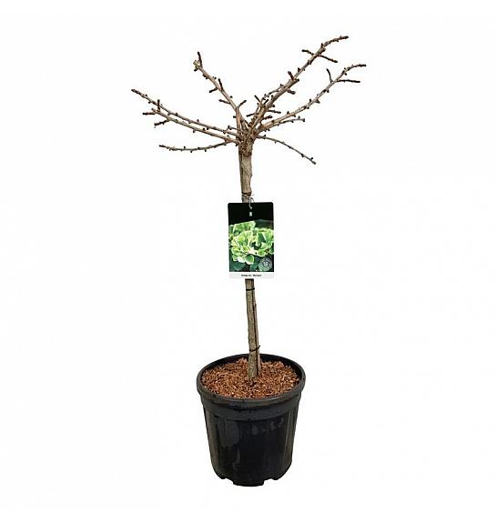 Ginkgo biloba Mariken C15 Lit. Na stabljici 60 cm JBBK