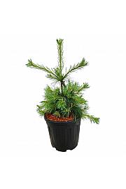 Pinus strobus Niagara Falls C15 Lit. 50-60 cm