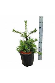 Pinus strobus Niagara Falls C15 Lit. 50-60 cm