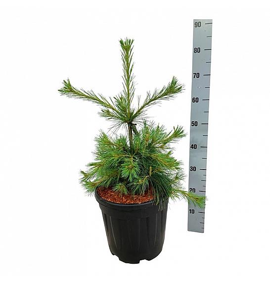 Pinus strobus Niagara Falls C15 Lit. 50-60 cm