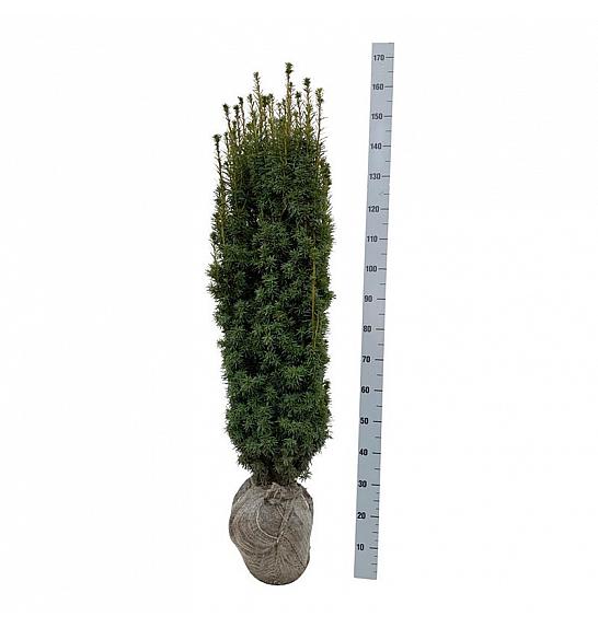 Taxus baccata David bala 120-140 cm extra