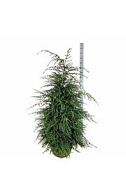 Bale Tsuga canadensis 150-175 dodatno