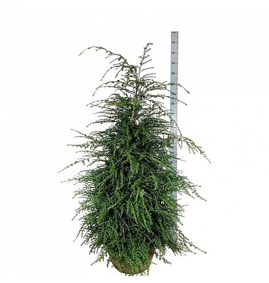 Tsuga canadensis bala 150-175 cm extra