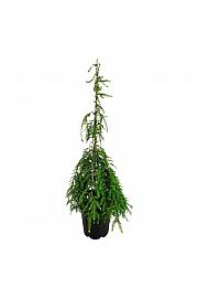 Tsuga canadensis Pendula C15 Lit. 100-125 cm