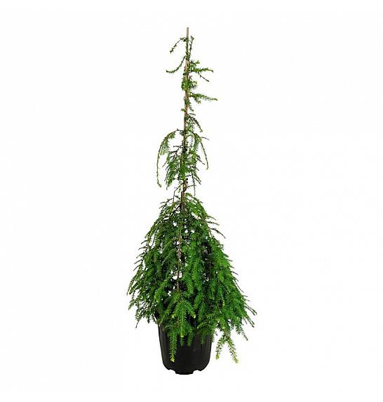 Tsuga canadensis Pendula C15 Lit. 100-125 cm