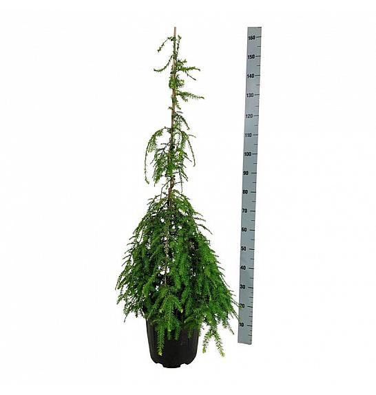 Tsuga canadensis Pendula C15 Lit. 100-125 cm