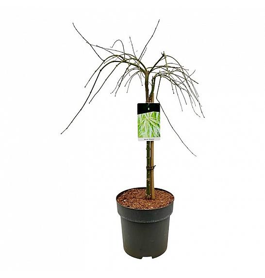 Acer palmatum dissectum C14 Lit. Na steblu 50 cm