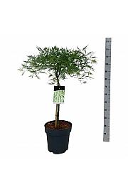 Acer palmatum dissectum C14 Lit. Na steblu 50 cm