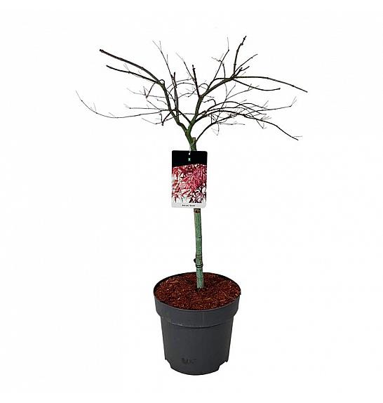 Acer palmatum dissectum Garnet C15 Lit. Na steblu 50 cm