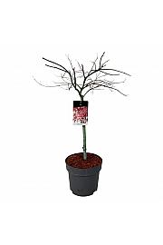 Acer palmatum dissectum Granat C15 Lit. Na stabljici 50 cm