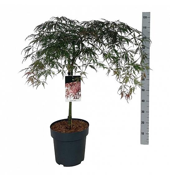 Acer palmatum dissectum Garnet C15 Lit. Na steblu 50 cm