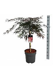 Acer palmatum dissectum Garnet C15 Lit. Na steblu 60 cm