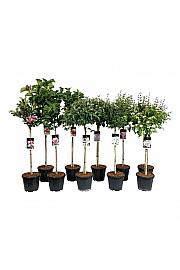 Grmovnice Mix C15 Lit. Na steblu 80 cm