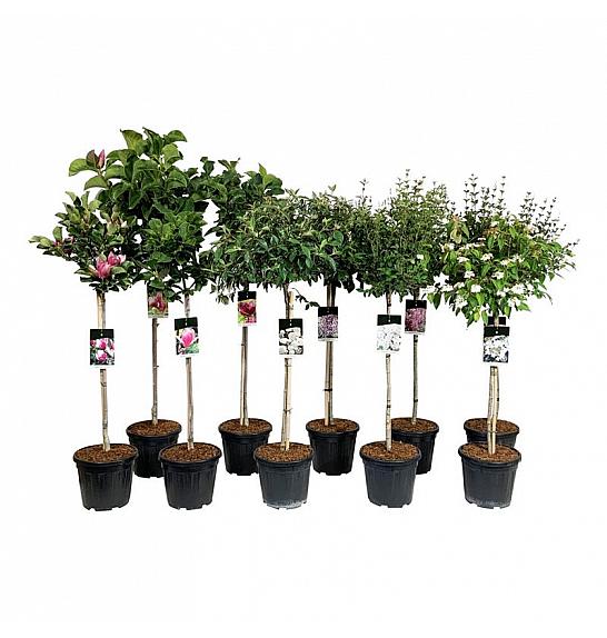 Miks grmova C15 lit. Na stabljici 80 cm