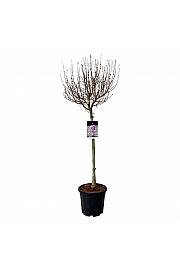 Syringa Flowerfesta ® Purple C15 Lit. Na stabljici 80 cm