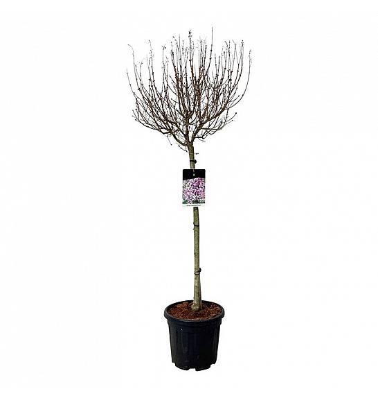 Syringa Flowerfesta ® Purple C15 Lit. Na steblu 80 cm