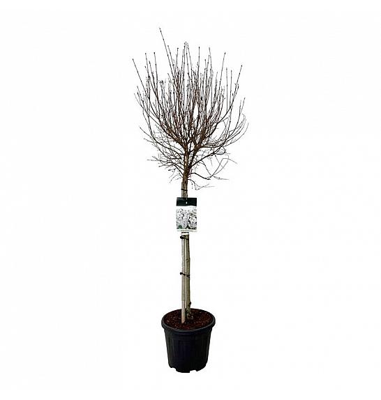 Syringa Flowerfesta ® Bijela C15 Lit. Na stabljici 80 cm