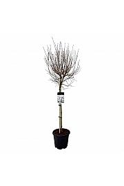 Syringa Flowerfesta ® White C15 Lit. Na steblu 80 cm