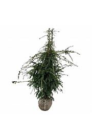 Taxus baccata Dovastoniana bala 140-160 cm ekstra