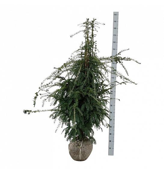 Taxus baccata Dovastoniana bala 140-160 cm extra
