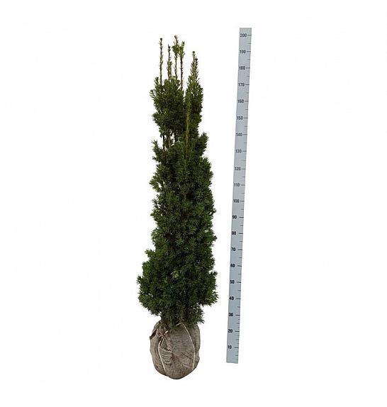 Taxus media Viridis bala 140-160 cm extra