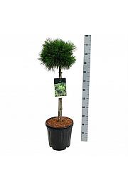 Pinus mugo Varella C15 Lit. Na steblu 60 cm; Krošnja 25/30 cm