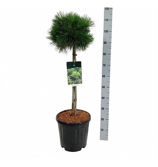 Pinus mugo Varella C15 Lit. Na steblu 60 cm; Krošnja 25/30 cm