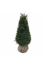 Taxus baccata Höpkens ogromna bala 80-100 cm extra piramida