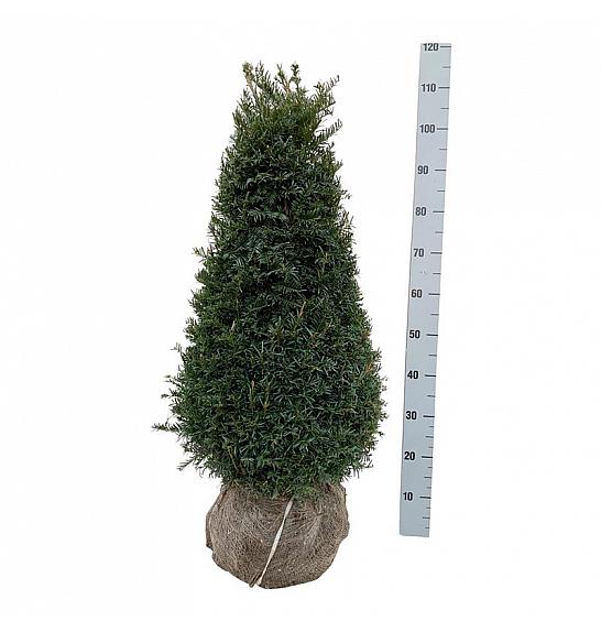 Taxus baccata Höpkens Gigant bala 80-100 cm; Piramida extra