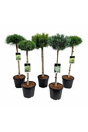 Ekskluzivna mješavina četinjača C15 Lit. Na stabljici 60 cm