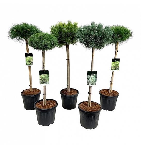 Ekskluzivna mješavina četinjača C15 Lit. Na stabljici 60 cm