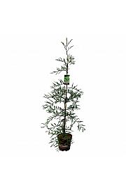 Sequoia sempervirens Illa Martin C15 Lit. 150-175 cm