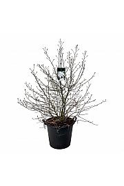 Magnolia stellata C55 Lit. 100-125 cm dodatno