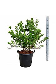 Magnolia stellata C55 Lit. 100-125 cm extra