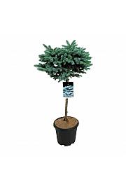 Picea pungens Glauca Globosa C15 Lit. Na steblu 60 cm; Krošnja 40/50 cm