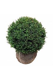 Taxus baccata bala 50-55 cm extra Ball