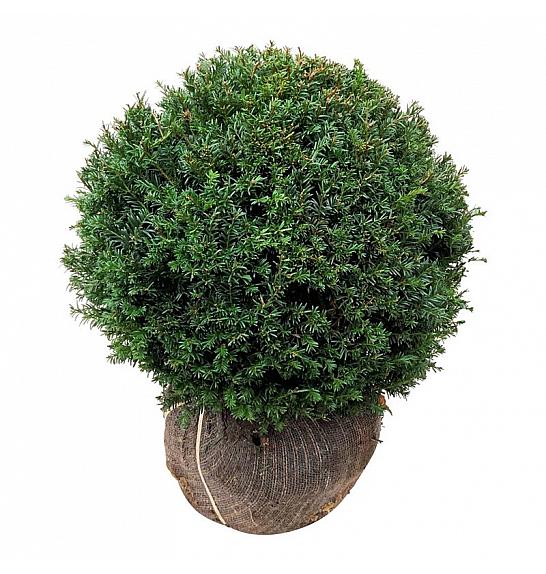 Taxus baccata bala 50-55 cm; Krogla extra