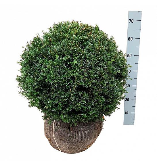 Taxus baccata bala 50-55 cm; Krogla extra