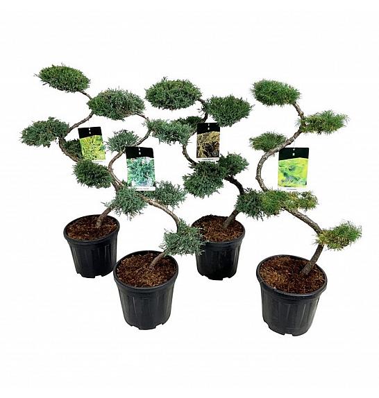 Iglavci Mix C15 Lit. 80+ cm Bonsai