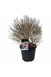 Syringa meyeri Palibin C30 Lit. 50-60 cm Krogla extra