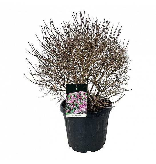 Syringa meyeri Palibin C30 Lit. 50-60 cm Krogla extra