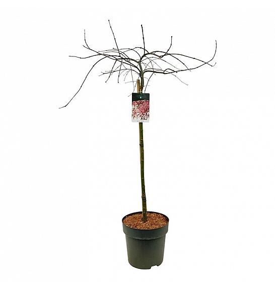 Acer palmatum dissectum Garnet C15 Lit. Na steblu 90 cm