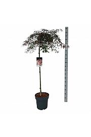 Acer palmatum dissectum Garnet C15 Lit. Na steblu 90 cm